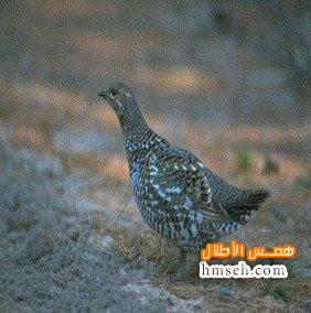 Spruce Grouse hmseh-0e32142246.jpg