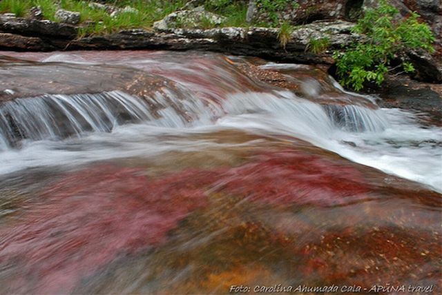 Cano Cristales hmseh-0f393ecca5.jpg