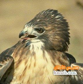 Red-tailed Hawk hmseh-11dab6b35b.jpg