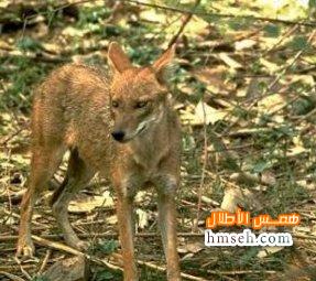 Golden Jackal hmseh-1d1cfe0100.jpg