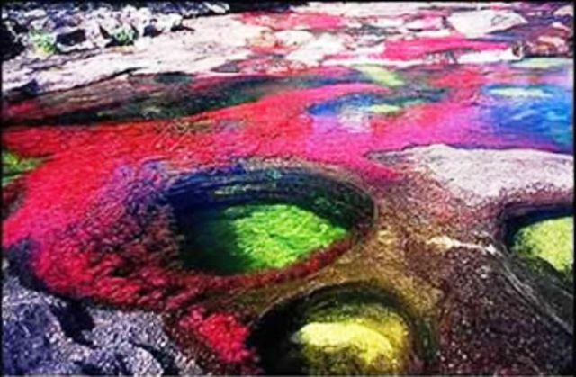 Cano Cristales hmseh-26726bd0eb.jpg