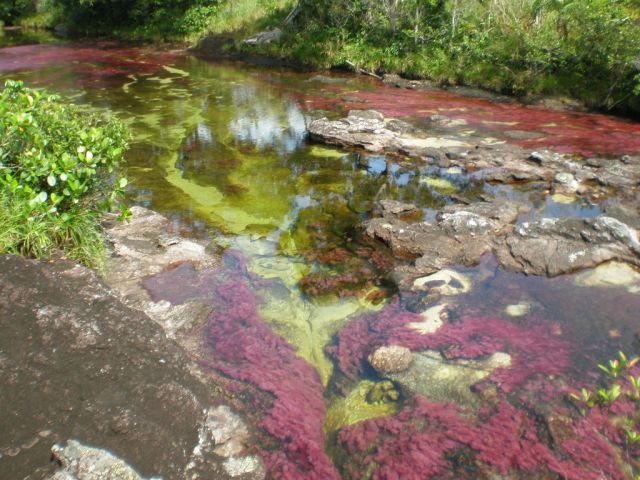 Cano Cristales hmseh-29c068fa8a.jpg