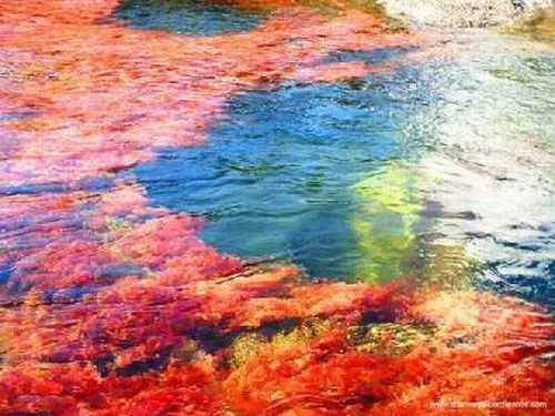 Cano Cristales hmseh-2d2ed96845.jpg