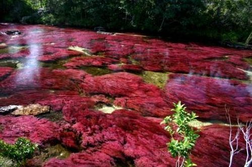 Cano Cristales hmseh-368f4854fe.jpg