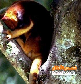 Tree kangaroo hmseh-479b0bce8f.jpg