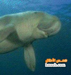 Dugong hmseh-4aff9bda91.jpg