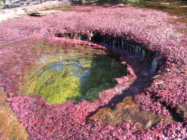 Cano Cristales hmseh-562e0c0e26.jpg