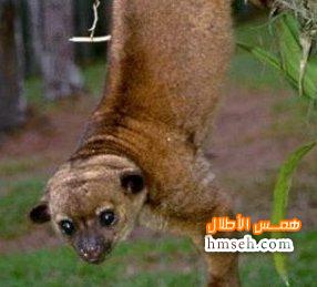  Kinkajou hmseh-659d1ff594.jpg