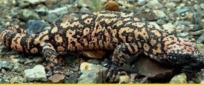 Gila Monster hmseh-68bb9459c3.jpg