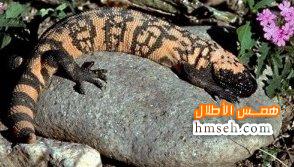 Gila Monster hmseh-7bbb19c4fc.jpg