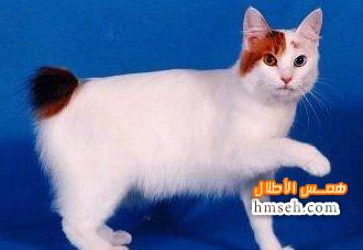  .Japanese Bobtail hmseh-7e342c44f1.jpg