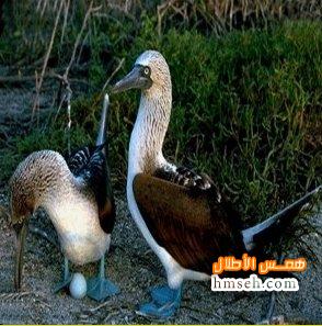 Blue Footed Boobie hmseh-86ce3dcf41.jpg