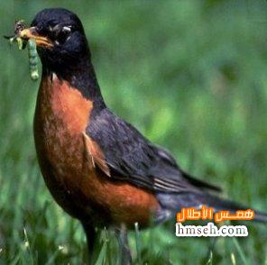   American Robin hmseh-889c0aaa9c.jpg