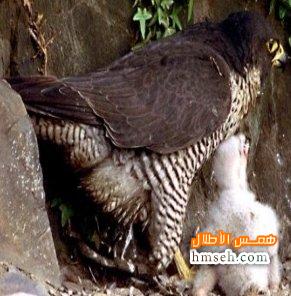  Peregrine Falcon hmseh-8e9569fca7.jpg