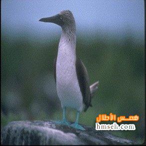 Blue Footed Boobie hmseh-97cebf67f7.jpg