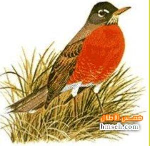   American Robin hmseh-99dc11b10d.jpg