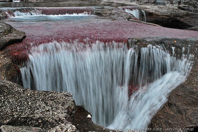 Cano Cristales hmseh-9ff3259a7d.jpg