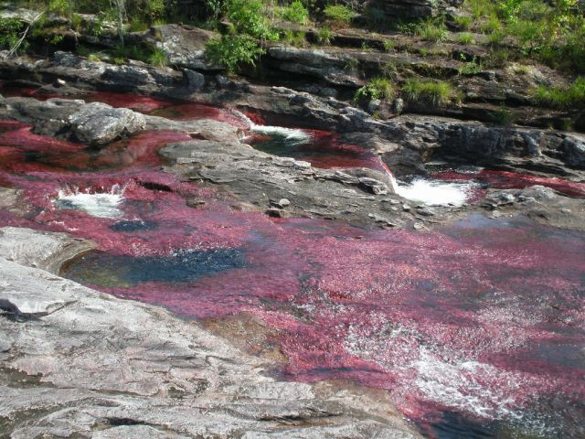 Cano Cristales hmseh-a0fa2d0db0.jpg