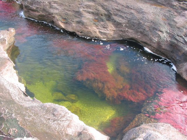 Cano Cristales hmseh-a9d588c3ab.jpg