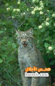 Lynx hmseh-aaeb063704.jpg