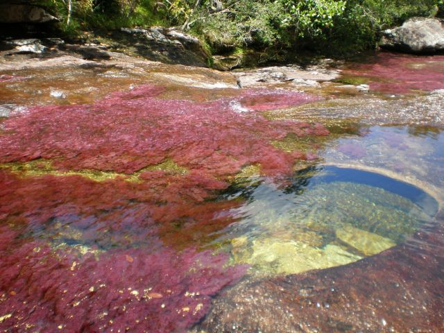 Cano Cristales hmseh-b107ebb95a.jpg