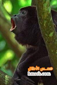 Howler Monkey hmseh-b8a5f3f02f.jpg