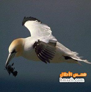  Northern Gannet hmseh-b9152f3bdd.jpg