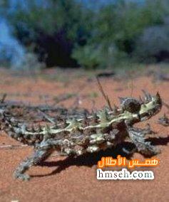  Thorny Devil hmseh-ecbc5ea09a.jpg