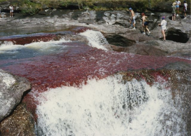 Cano Cristales hmseh-f58e5b277e.jpg