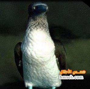 Blue Footed Boobie hmseh-fd392fee3b.jpg