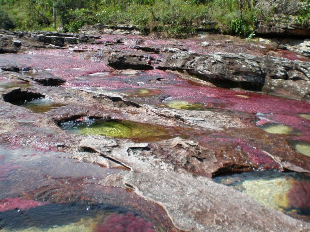 Cano Cristales hmseh-fdae34b8b9.jpg